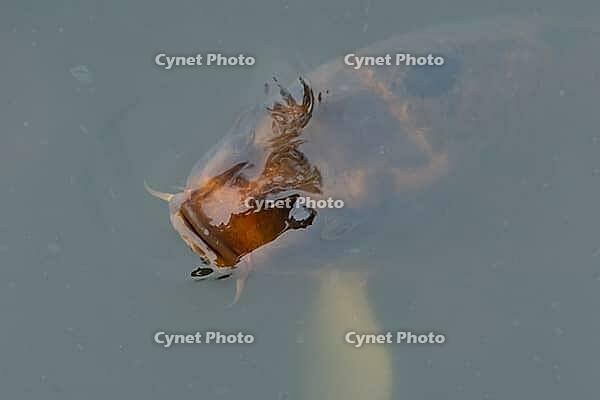 Common carp (Cyprinus carpio) adult fish on the water surface of a pond, England, United Kingdom [IBR125204230]