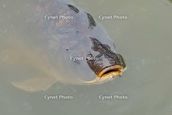 Common carp (Cyprinus carpio) adult fish on the water surface of a pond, England, United Kingdom [IBR125204231]