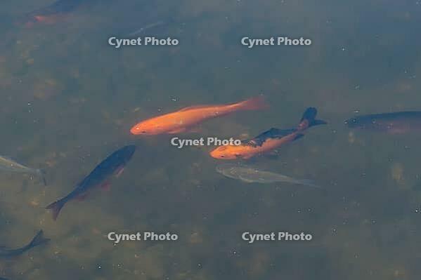 Goldfish (Carassius auratus) adult fish in a garden pond, England, United Kingdom [IBR125204233]