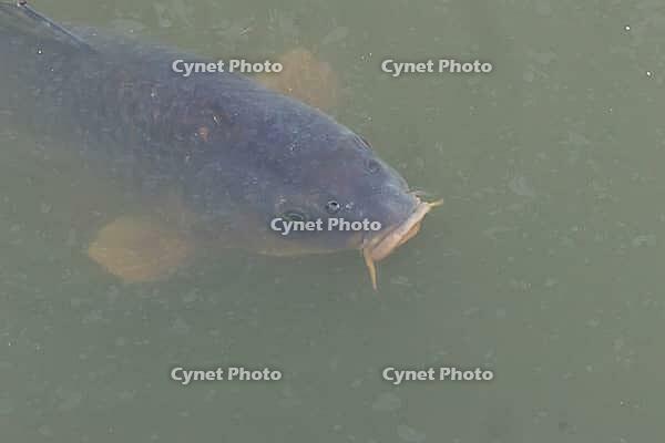 Common carp (Cyprinus carpio) adult fish on the water surface of a pond, England, United Kingdom [IBR125204234]