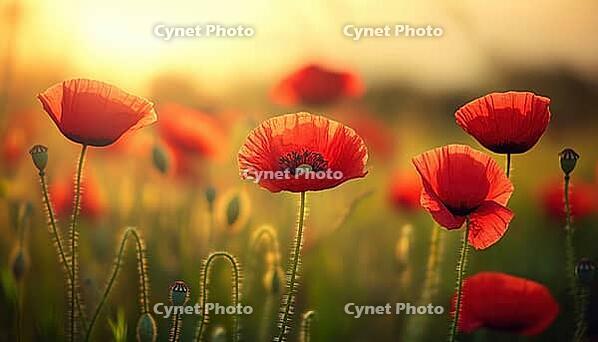 Close-Up View Of Stunning Poppies In Evening Light In Nature. Red Poppies In A Natural Spring Summer Landscape With Soft Selective Focus, AI generated [IBR125229871]
