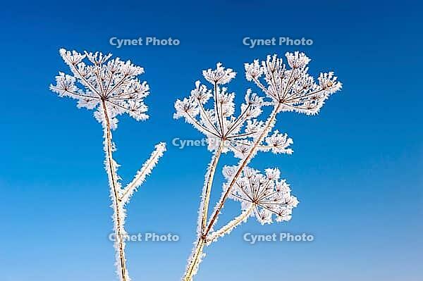 Tansy (Tanacetum vulgare) covered in hoar frost, Oldenburg Münsterland, Vechta, Lower Saxony, Germany [IBR125237469]
