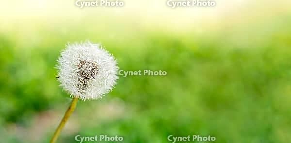 Banner close-up of a dandelion seed head on a blurred green background. The white fluffy seeds are ready to disperse in the wind. summer symbol [IBR125237472]
