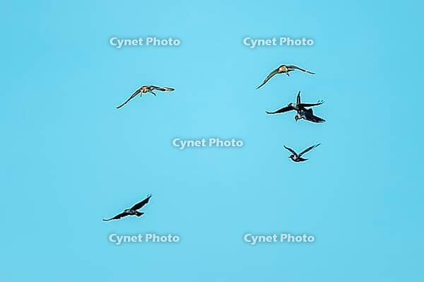 Black-tailed gown Limosa limosa) in flight hunts jackdaws as nest thieves, De Waal, Texel, Netherlands [IBR125237474]