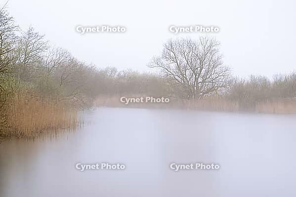 Fog morning at Dümmer, Dümmer, Hüde, Lower Saxony, Germany [IBR125237475]