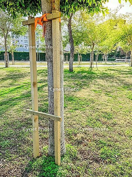 Young tree supported with wooden stakes in urban park. City greening, sustainable landscaping and environmental development. Summer sunny day [IBR125237478]