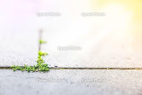 A fragile green sprout breaking through concrete. Symbol of resilience, quiet strength, and hope rising against urban pressure, new life. [IBR125237480]