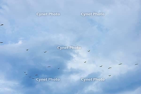 A flock of birds flying in a cloudy sky. The scene captures various birds in formation against a backdrop of blue and gray clouds [IBR125237486]