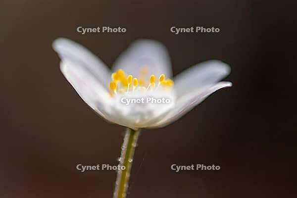 Wood anemone (Anemone nemorosa), in bloom, Vechta, Lower Saxony, Germany [IBR125237498]