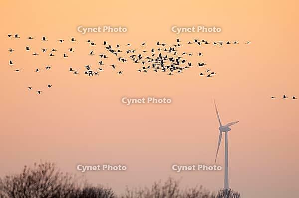 Cranes fly near a wind turbine, Rehden, Lower Saxony, Germany [IBR125237507]