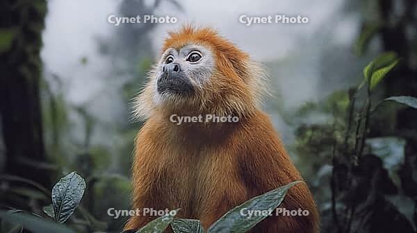 An adult snub-nosed golden money in its natural habitat. He is looking off into distance with a thoughtful expression. Exotic jungle background, AI generated [IBR125237524]