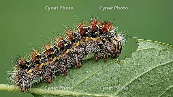 Macro close-up of a spiny, hairy caterpillar with black, yellow, and rust-colored bristles chewing the edge of a green leaf against a soft natural background, AI generated [IBR125237536]