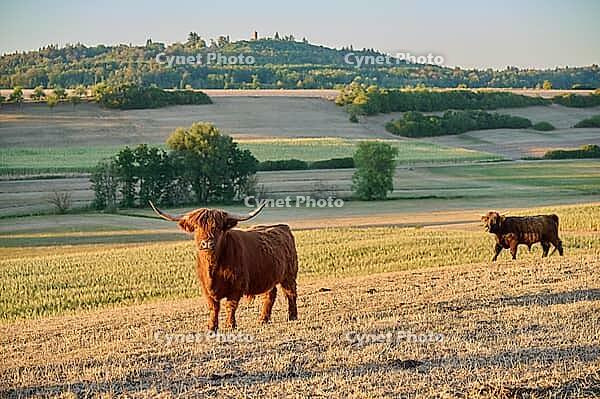 Parched meadows in the heat summer 2026 near Oberspeltach, Frankenhardt-Oberspeltach, Frankenhardt, Burgbergturm, drought, heat stress, drought stress, drought, climate change, summer, midsummer, August, pasture, grazing, cattle, Scottish highland cattle, [IBR125237546]