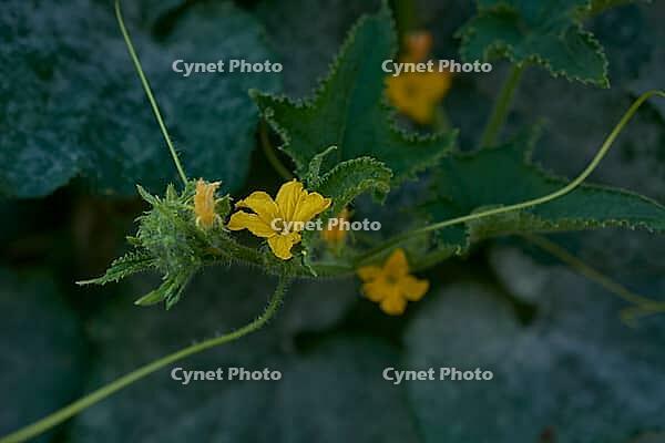 Mildew in vegetable patch, fungal disease, drought, warmth, disease, vegetables, garden, Schwäbisch Hall, Germany [IBR125237547]