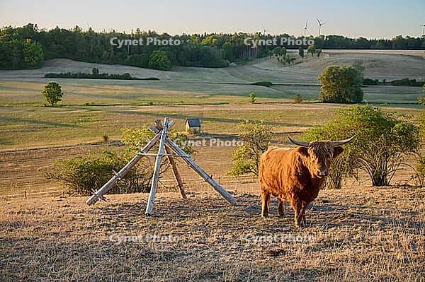Parched meadows in the heat summer 2026 near Oberspeltach, Frankenhardt-Oberspeltach, Frankenhardt, Burgbergturm, drought, heat stress, drought stress, drought, climate change, summer, midsummer, August, pasture, grazing, cattle, Scottish highland cattle, [IBR125237549]