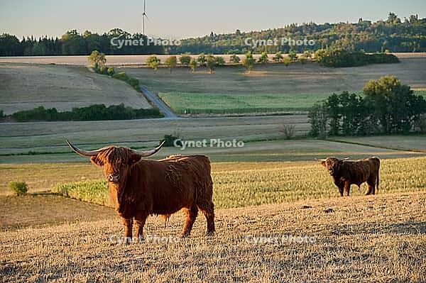 Parched meadows in the heat summer 2026 near Oberspeltach, Frankenhardt-Oberspeltach, Frankenhardt, Burgbergturm, drought, heat stress, drought stress, drought, climate change, summer, midsummer, August, pasture, grazing, cattle, Scottish highland cattle, [IBR125237550]
