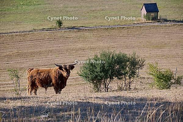 Parched meadows in the heat summer 2026 near Oberspeltach, Frankenhardt-Oberspeltach, Frankenhardt, Burgbergturm, drought, heat stress, drought stress, drought, climate change, summer, midsummer, August, pasture, grazing, cattle, Scottish highland cattle, [IBR125237552]