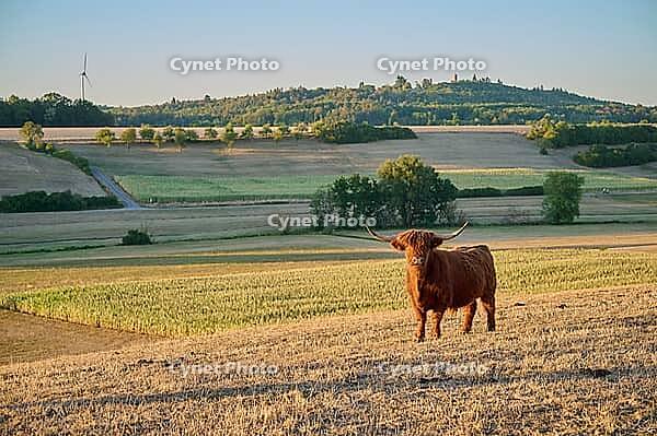 Parched meadows in the heat summer 2026 near Oberspeltach, Frankenhardt-Oberspeltach, Frankenhardt, Burgbergturm, drought, heat stress, drought stress, drought, climate change, summer, midsummer, August, pasture, grazing, cattle, Scottish highland cattle, [IBR125237555]