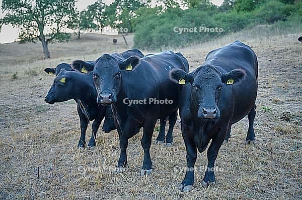 Angus cattle on parched meadow, Vellberg, drought, heat stress, drought, climate change, summer, midsummer, August, pasture, grazing, beef, farm animal, livestock breed, cattle breed, Germany [IBR125237557]