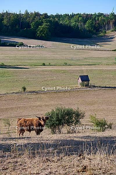 Parched meadows in the heat summer 2026 near Oberspeltach, Frankenhardt-Oberspeltach, Frankenhardt, Burgbergturm, drought, heat stress, drought stress, drought, climate change, summer, midsummer, August, pasture, grazing, cattle, Scottish highland cattle, [IBR125237559]