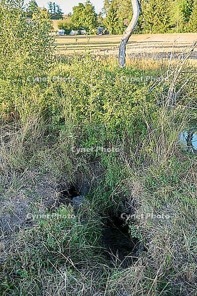 Nutria (Myocastor coypus) digs long tunnels and burrows in riverbanks, coypu, invasive species, control, culling, hunting, non-native species, swamp beaver, Lanzenbach, tunnelling, instability, danger, risk of collapse, risk of injury, agriculture, underm [IBR125237565]
