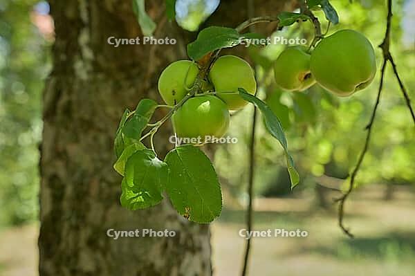 Clarapfel ripens early, early apple, ripe, table fruit, type of fruit, cultivated apple, summer, August, Swabian-Franconian Forest nature park Park, Schwäbisch Hall, Hohenlohe, Germany [IBR125242391]