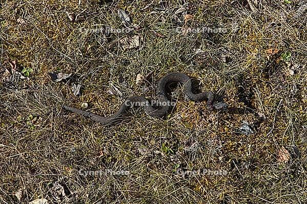 Dark, completely black Common european viper (Vipera berus) resting on moss and grass on the island of Örö, Kemiösaari, Finland [IBR125242392]