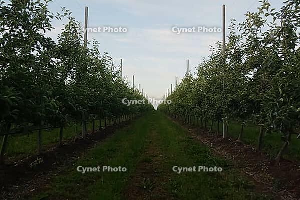 Young apple orchard. Apple trees on a trellis [IBR125242407]