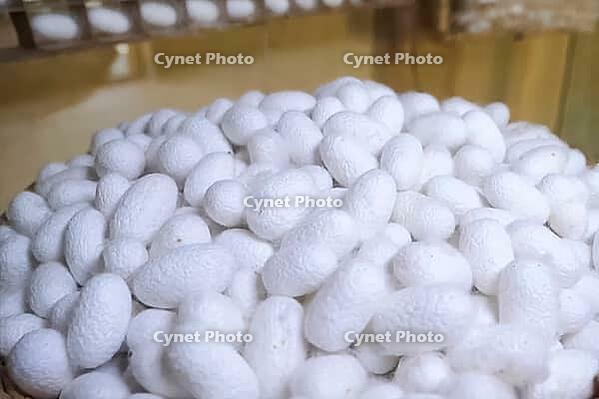 Boiled silkworm cocoons, preparing cocoons for unweaving them into threads [IBR125242410]