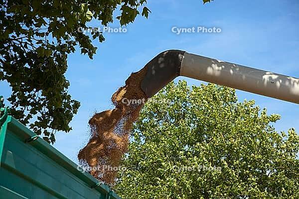 Transfer grain on a trailer [IBR125242422]