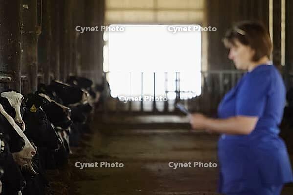 Feeding cows with mixed fodder on the farm. Cow farm [IBR125242449]