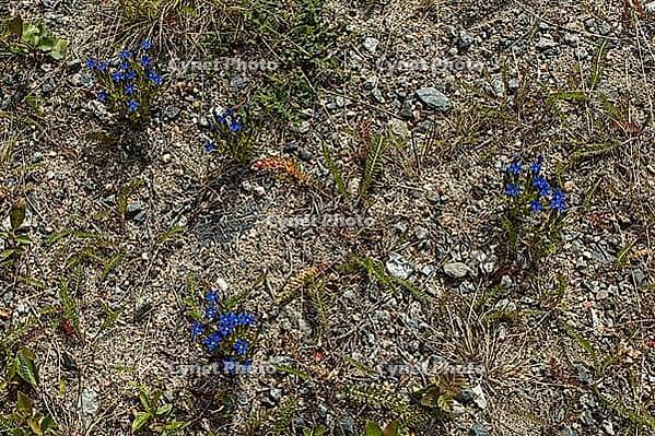 Close-up of snow gentian (Gentiana nivalis), also frequently called the alpine gentian, a blue flower in summer in Norway [IBR125242451]