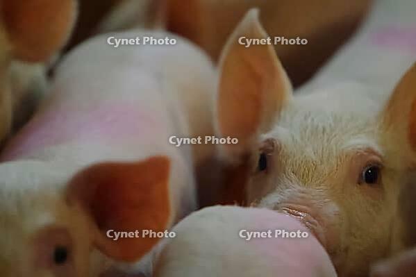 Piglets on a pig farm. Breeding pigs for meat on the farm [IBR125242455]