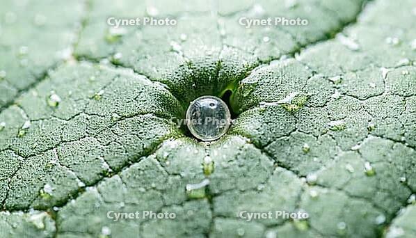 Extreme macro of a leaf stoma with a microscopic particle nestled within the pore opening, produce contamination concept, studio shot, AI generated [IBR125242459]
