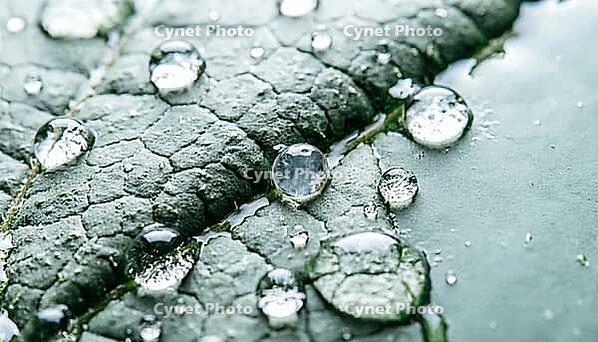 Extreme macro of a leaf surface's microscopic topography with a particle lodged in a groove while water droplets roll past ineffectively, food safety concept, studio shot, AI generated [IBR125242460]