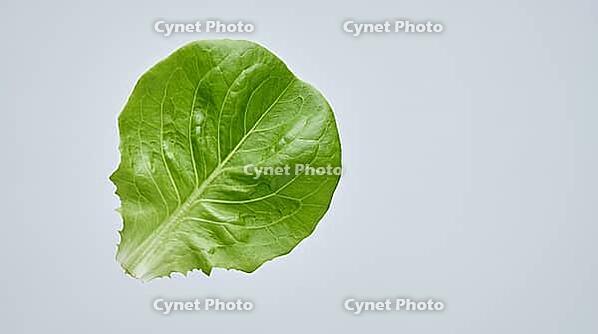 Fresh lettuce leaf with a clean, unremarkable surface, food safety and produce contamination concept, studio shot, AI generated [IBR125242466]