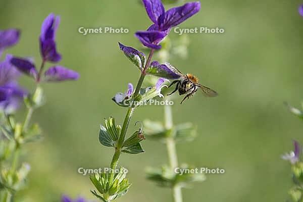 Honeybee collecting pollen from purple flowers [IBR125261546]