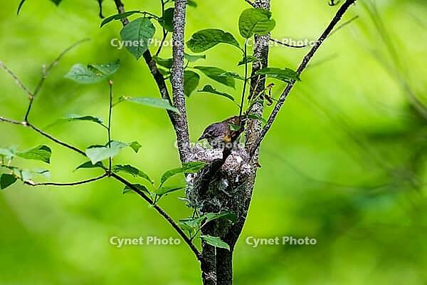 A female American redstart (Setophaga ruticilla) building nest [IBR125261550]