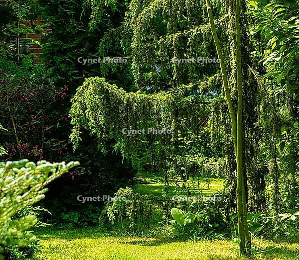 Juniper silver hanging curtain of juniper Juniperus communis Horstmann against backdrop of evergreen magic garden. Elegant North Caucasus nature concept for design [IBR125261552]