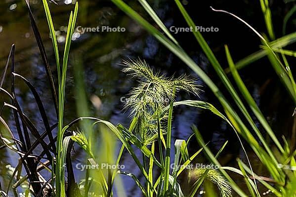 The vibrant green tones and natural lighting highlight the texture and detail of the plants [IBR125261553]