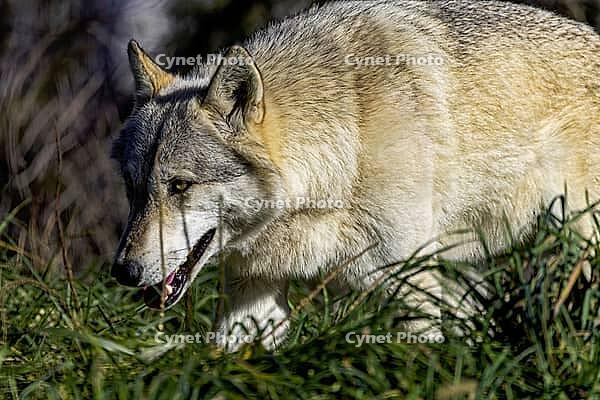 Grey wolf (Canis lupus) also known in north america as Timber wolf [IBR125261557]