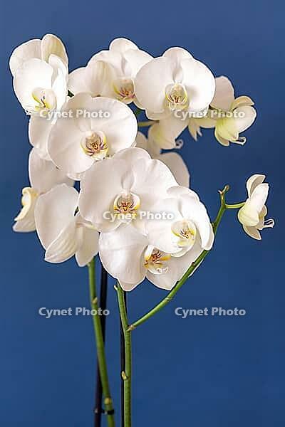 Blossoming white phalaenopsis orchid against blue colored background, vertical format. [IBR125261561]