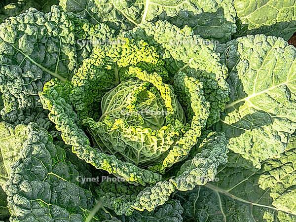 Savoy cabbage thrives in the organic garden, its textured green leaves growing naturally before harvest. Cultivated sustainably, it?s nutrient-rich and perfect for fresh, eco-friendly, seasonal dishes [IBR125261570]