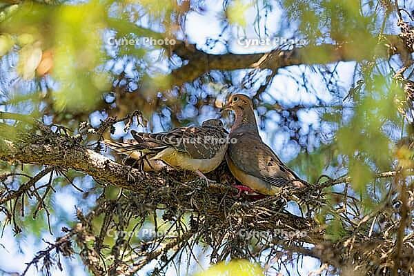 The mourning dove (Zenaida macroura). Bird known as the American mourning dove, the rain dove, and colloquially as the turtle dove, and was once known as the Carolina pigeon and Carolina turtledove [IBR125261572]