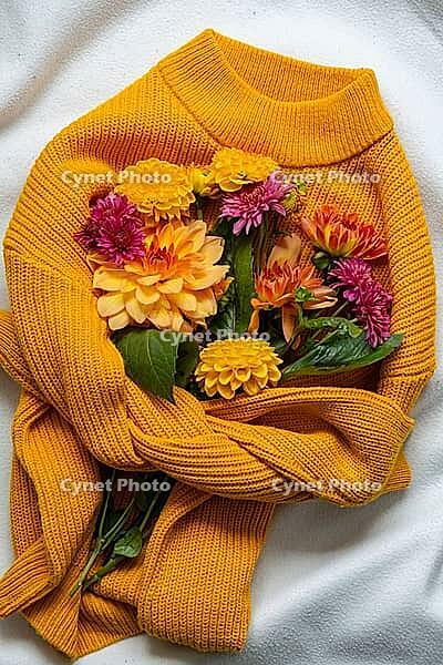 Creative arrangement in yellow sweater Selective focus Bush of autumnal orange red chrysanthemums and violet dahlia hydrangea. Fall garden beautiful flowers bouquet background. Blooming blossom thanksgiving day at the florist shop [IBR125261573]
