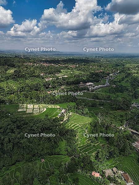 Aerial Drone View Terraced Rice Paddies, Lush Green Contours Cascading Across Jatiluwih Valley Under Bright [IBR125261575]