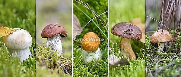 Collage of variable edible mushrooms in the forest. Boletus mushroom growing in moss in the forest. Beautiful autumn season plants. Edible leccinum mushroom, raw food. Vegetarian natural meal, closeup, macro [IBR125261579]