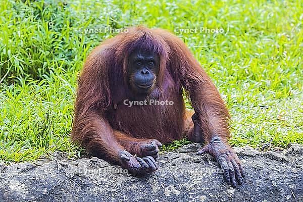Orangutan in Sumatra, Indonesia [IBR125261582]