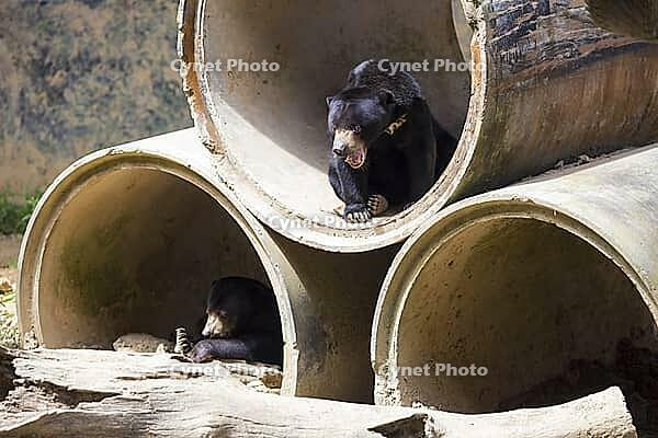 Malayan sun bear seat around the nature [IBR125261596]