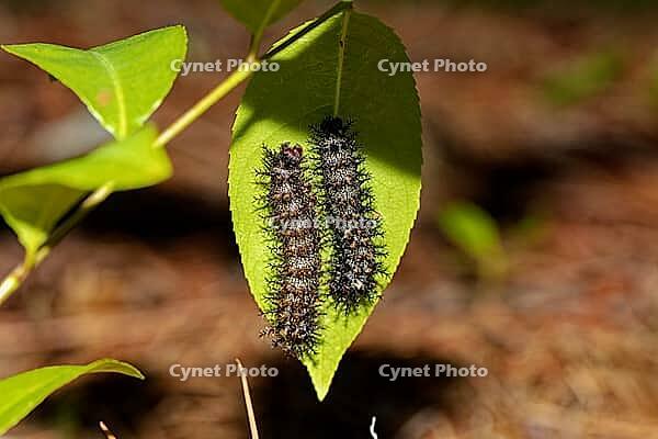 Buck moth caterpillar (Hemileuca maia, Lepidoptera: Saturniidae) is a native species found in oak woodlands throughout the eastern United States [IBR125261621]